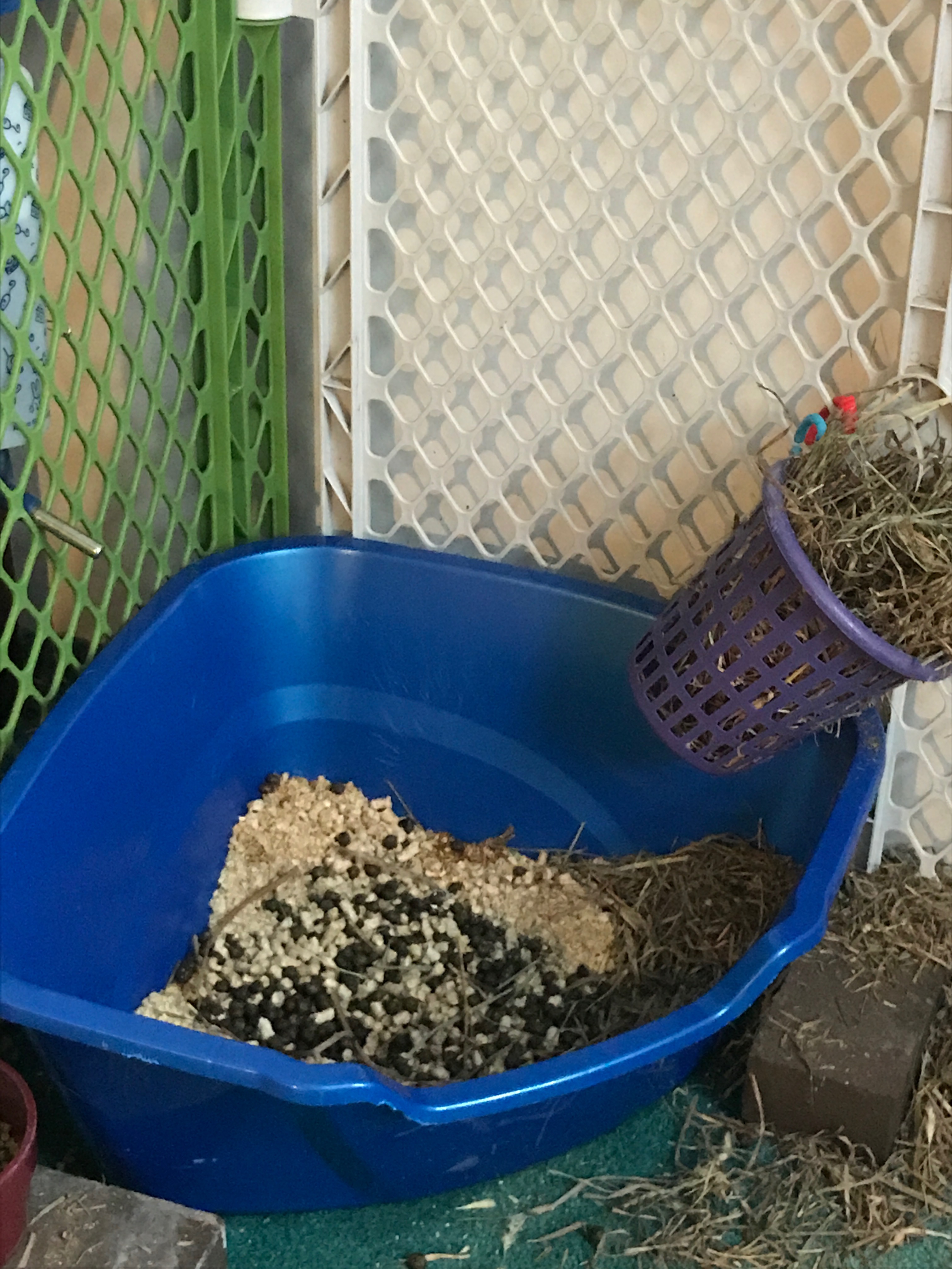View of How to Litter Train Rabbits | Litter Training Rabbits - Charlie and The ...