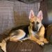 We all know that dog toys can get expensive. With two big dogs in the house we are always cleaning, repairing, or replacing dog toys. These awesome DIY dog toys give us a cost effective option that our boys really love! 