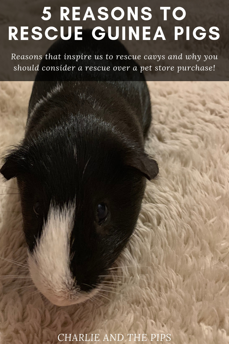 Deciding to rescue animals is a big deal, it requires a lot of thought and some research. Here are our top 5 reasons to rescue guinea pigs! 