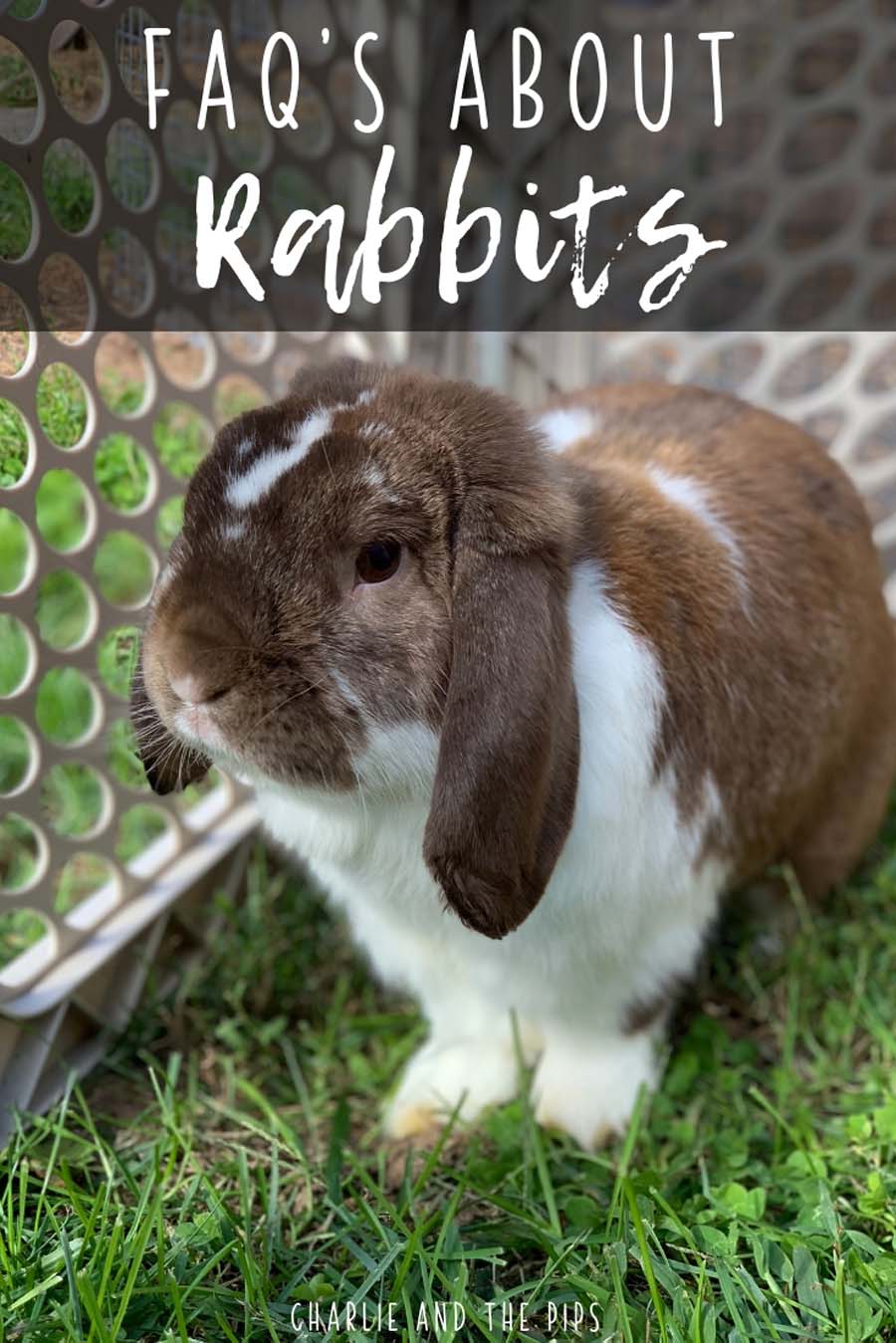 Bringing home a new rabbit is exciting! It's also a little hectic. Here are some of our most frequently asked questions...with answers! We are answering your questions about rabbits right here to try and help you learn as much as possible about your new furry friend! #rabbits #bunnies