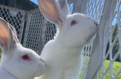 Bringing home a new rabbit is exciting! It's also a little hectic. Here are some of our most frequently asked questions...with answers! We are answering your questions about rabbits right here to try and help you learn as much as possible about your new furry friend! #rabbits #bunnies