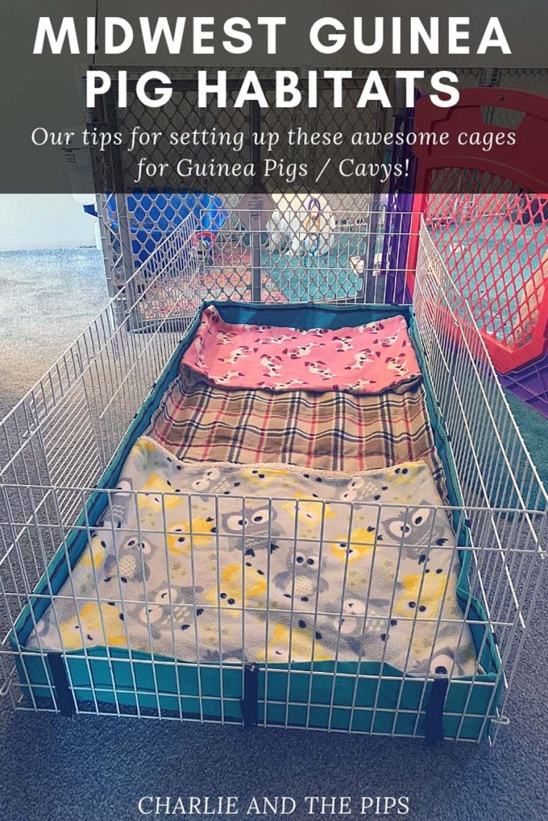Tips For Setting Up Midwest Guinea Pig Cages Charlie and The Pips