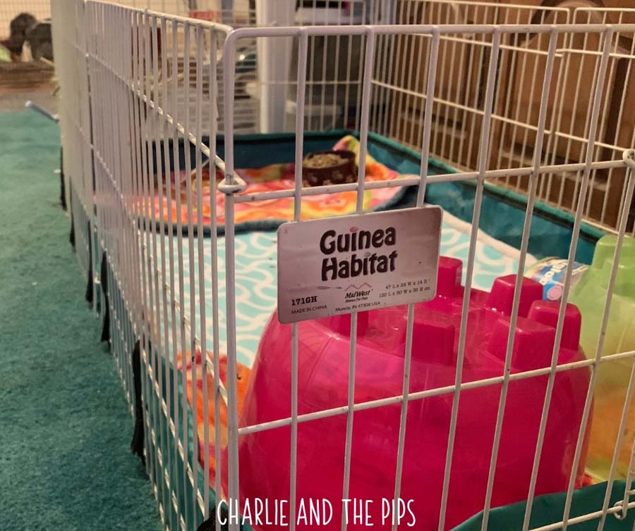 Midwest Guinea pig cages are a popular way to house cavys indoors. When it comes to Guinea pig habitats Midwest makes some great options that go well with fleece bedding!  #guineapigs #midwestcages