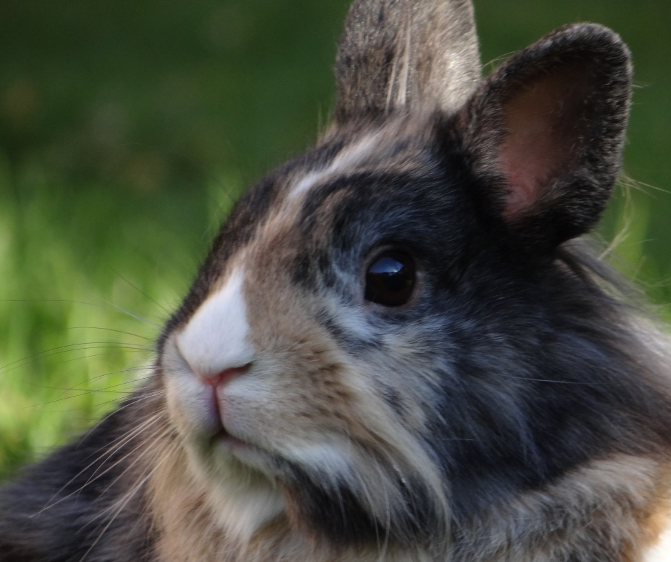 Today I'm going to try and answer some of the most popular questions about keeping rabbits as pets! If you have other questions feel free to leave them in the comments and I'll answer them as best I can and possibly add them to the post! 