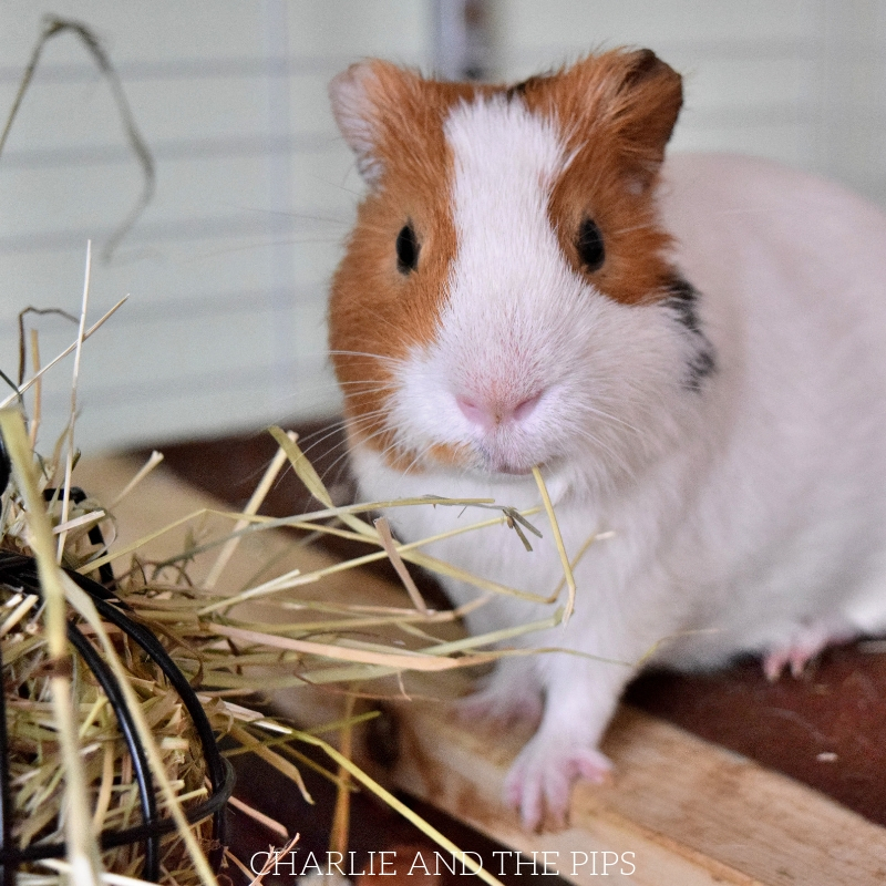 Tips for Cleaning Fleece Bedding for Guinea Pigs