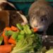 If you've ever brought home a new guinea pig I'm sure you've wondered what it is safe to feed them! Today we're talking about safe foods for guinea pigs and answering that #1 question: what can guinea pigs eat? 
