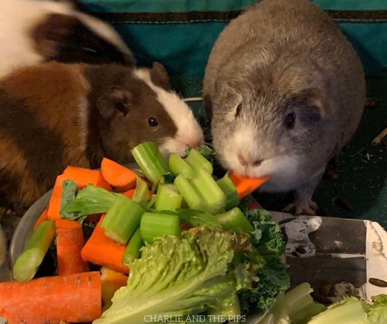What Can Guinea Pigs Eat? Charlie and The Pips