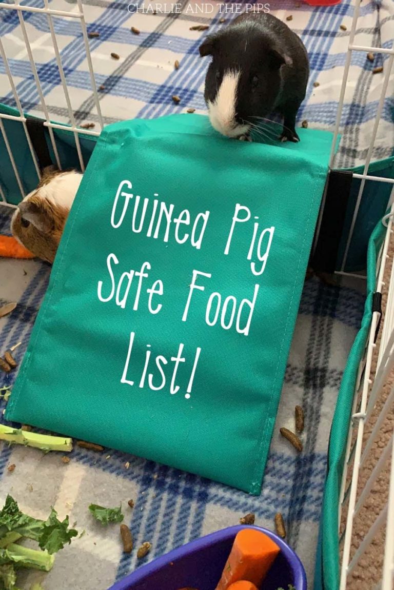 What Can Guinea Pigs Eat? Charlie and The Pips