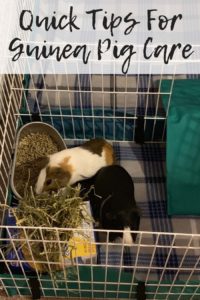 Quick Tips For Guinea Pig Care Charlie And The Pips quick-tips-for-guinea-pig-care-charlie-and-the-pips