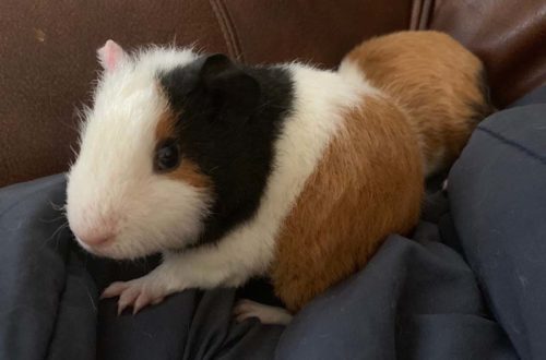 So you've brought home a new guinea pig? Now what?! Right?! Here are our best quick tips for guinea pig care to make life easier and happier for everyone!