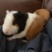 So you've brought home a new guinea pig? Now what?! Right?! Here are our best quick tips for guinea pig care to make life easier and happier for everyone!
