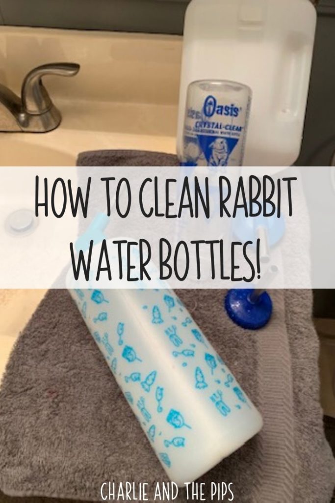 How To Clean Rabbit Water Bottles Try This Trick! Charlie and The Pips